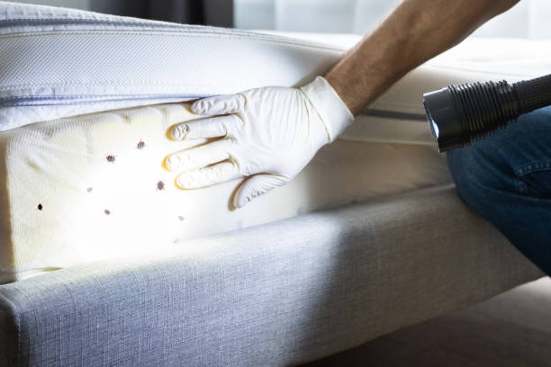 Best Flea Control Services  in Kellyville, OK