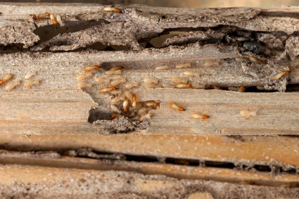 Wasp Removal Services in Kellyville, OK